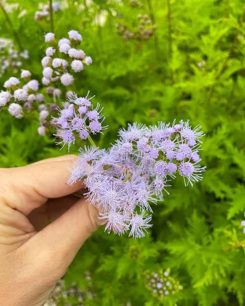 Gregg's Mistflower