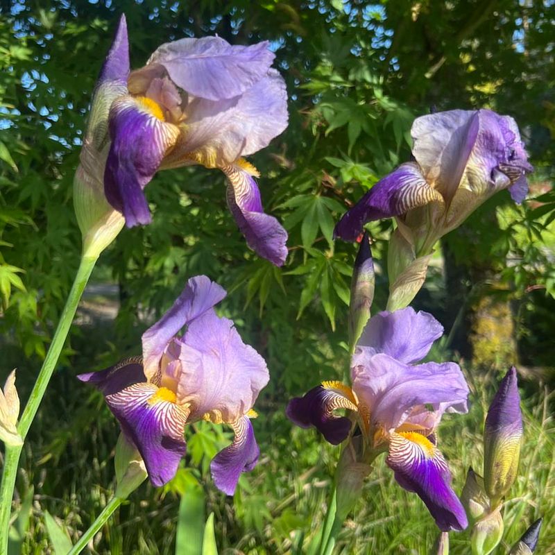 Bearded Iris