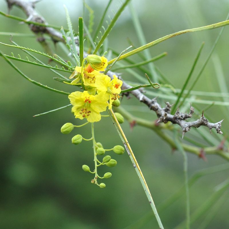 Jerusalem Thorn