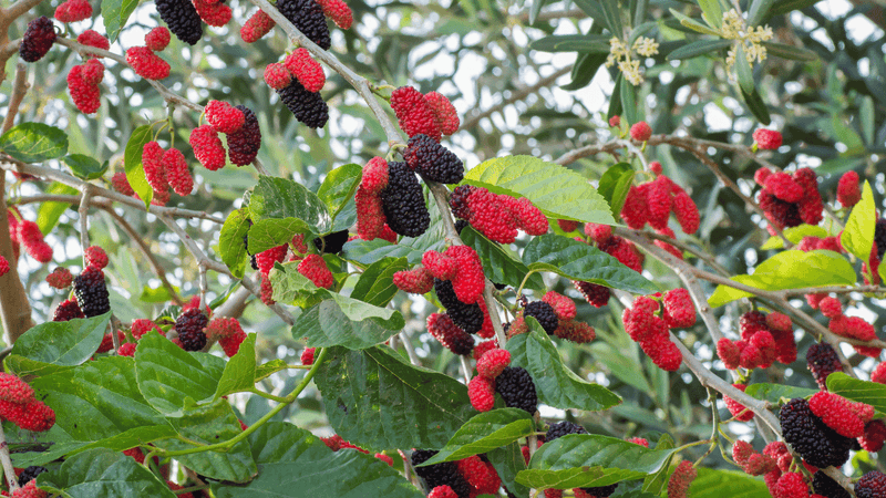 Mulberry Trees