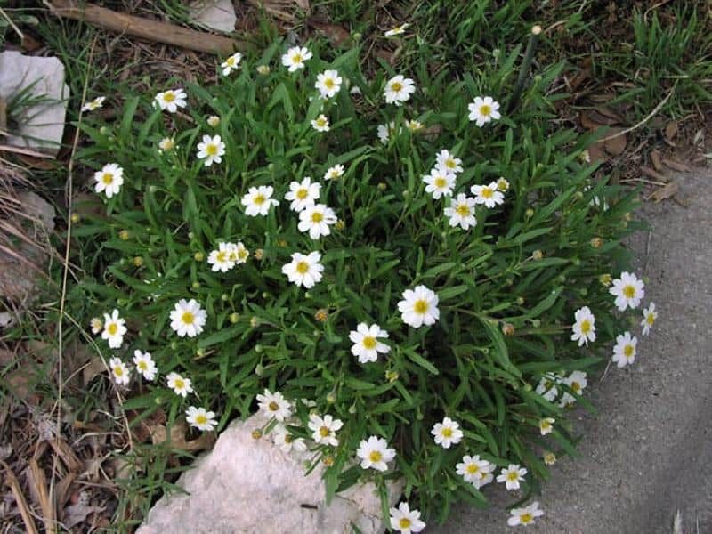 Blackfoot Daisy (Melampodium leucanthum)