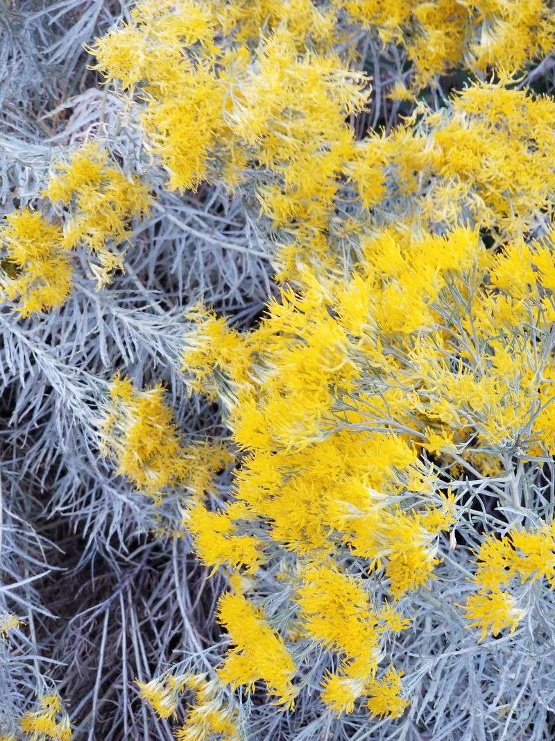 Chamisa (Rabbitbrush)