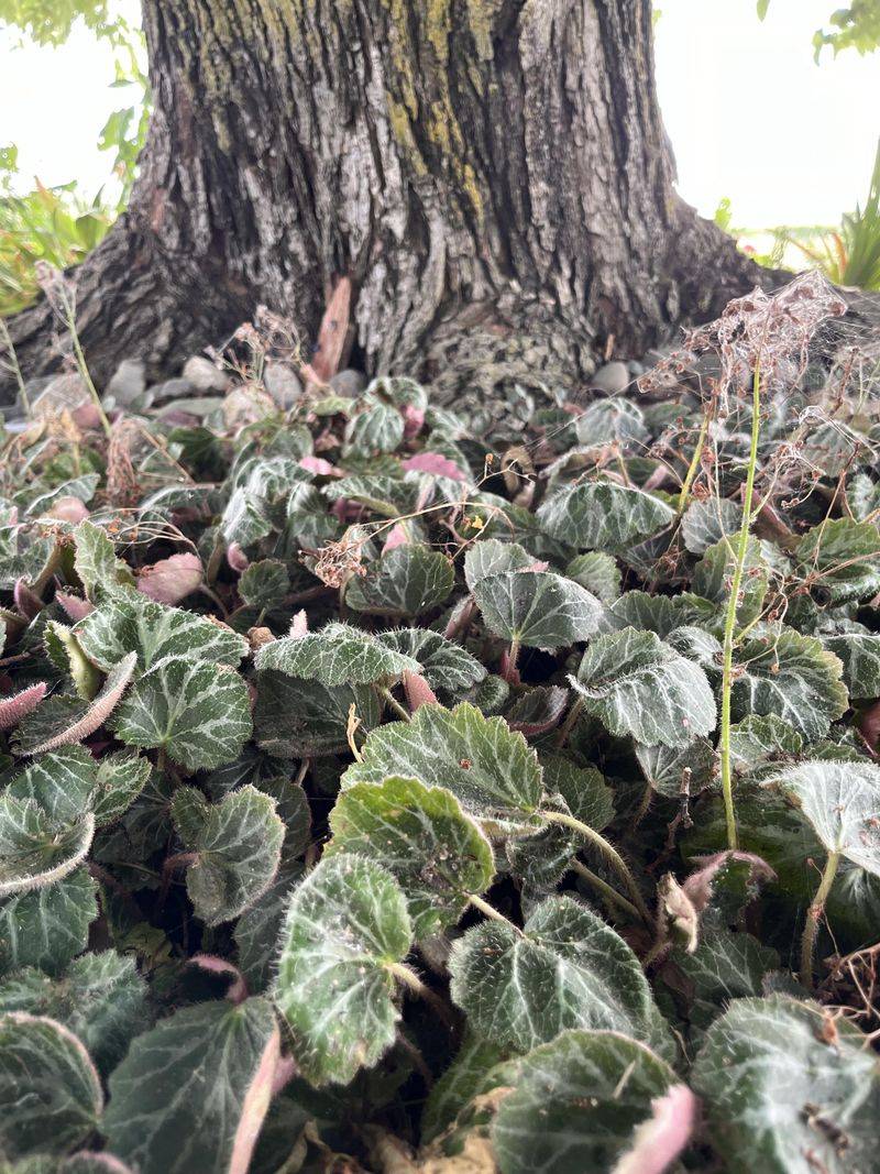 Strawberry Begonia