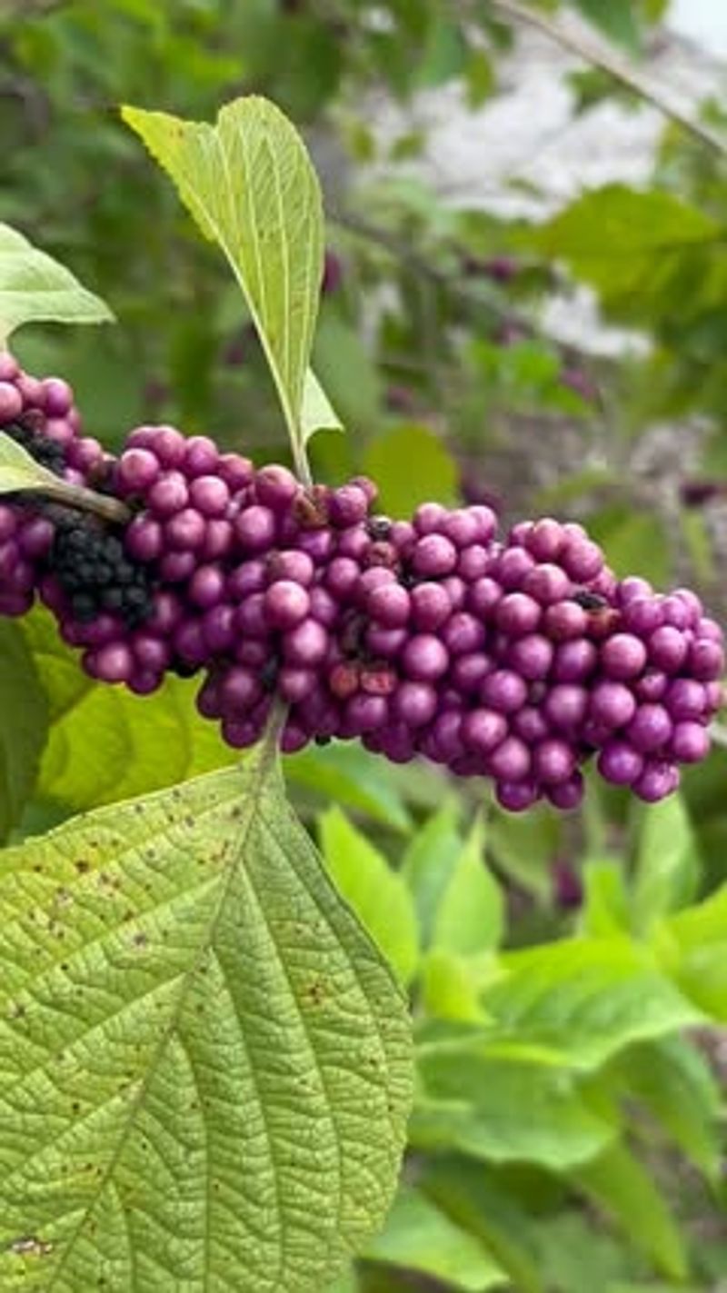 Beautyberry