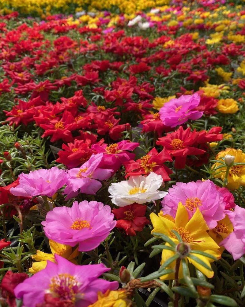 Portulaca