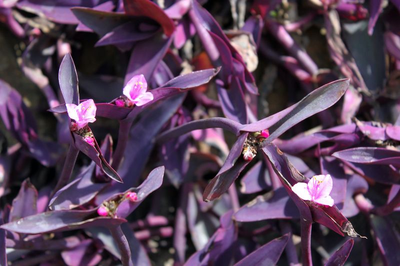Purple Heart (Tradescantia pallida)