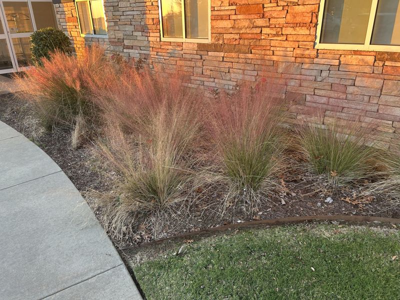 Gulf Coast Muhly (Muhlenbergia capillaris)