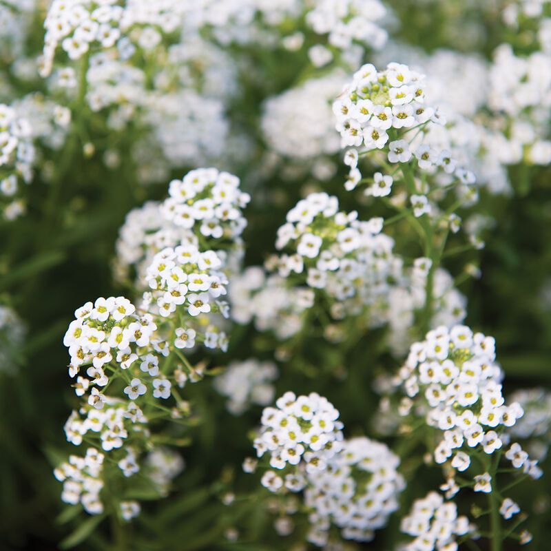 Sweet Alyssum: Honey-Scented Ground Cover