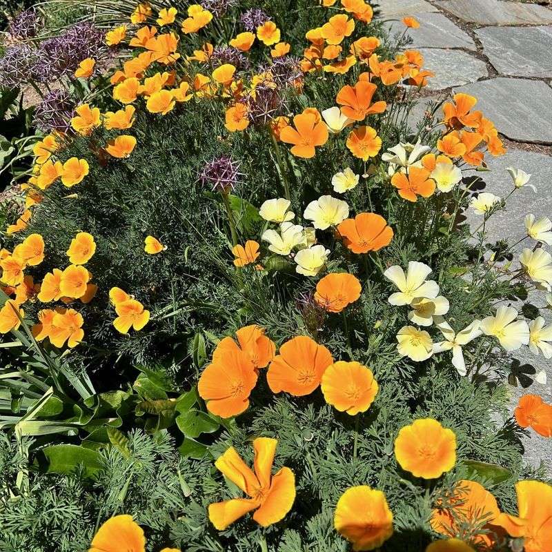 California Poppies: Drought-Tolerant Allies