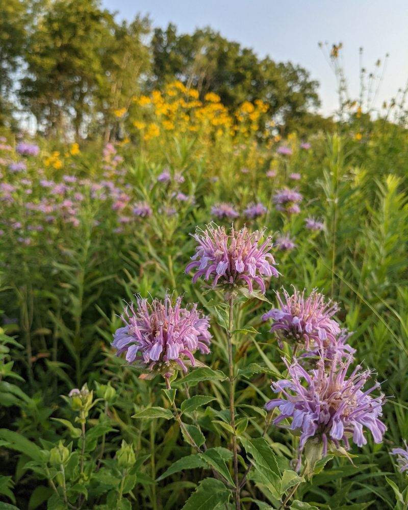 Wild Bergamot (Monarda fistulosa)