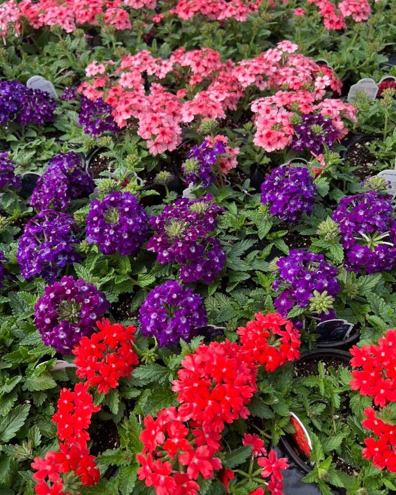 Verbena