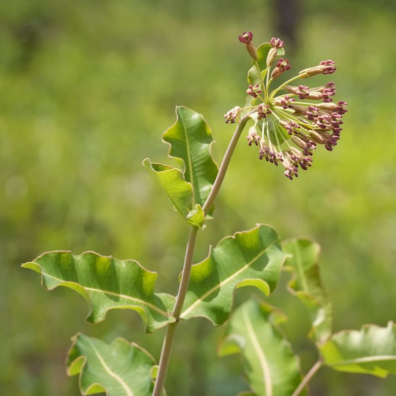Clasping Milkweed (Asclepias amplexicaulis)