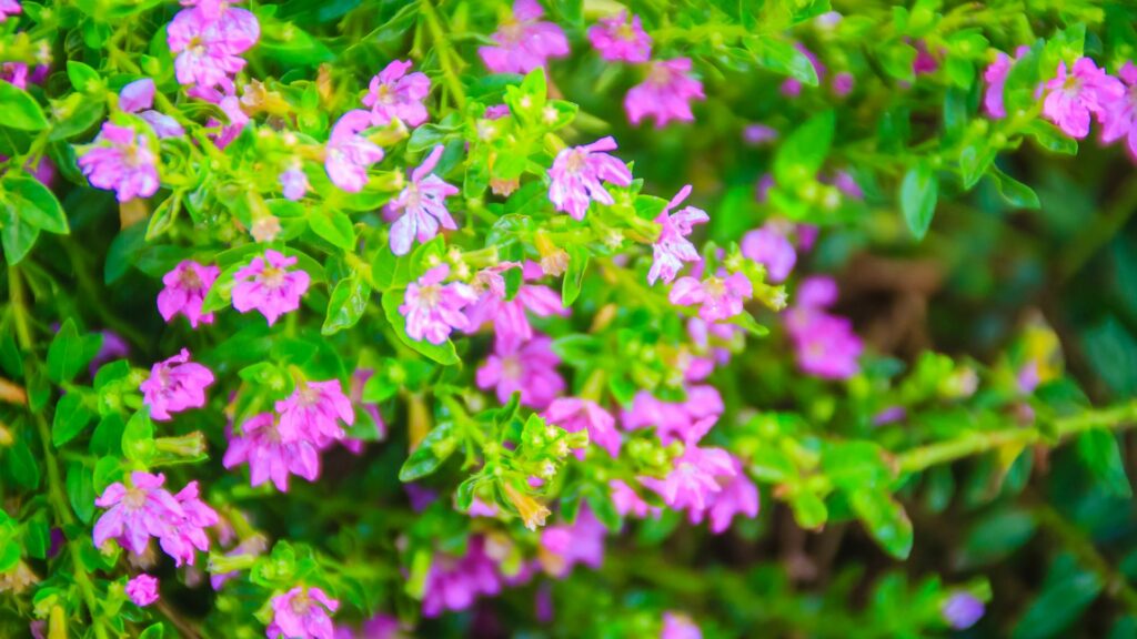 Mexican heather