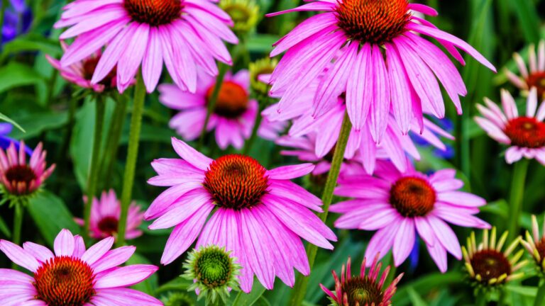 Coneflower