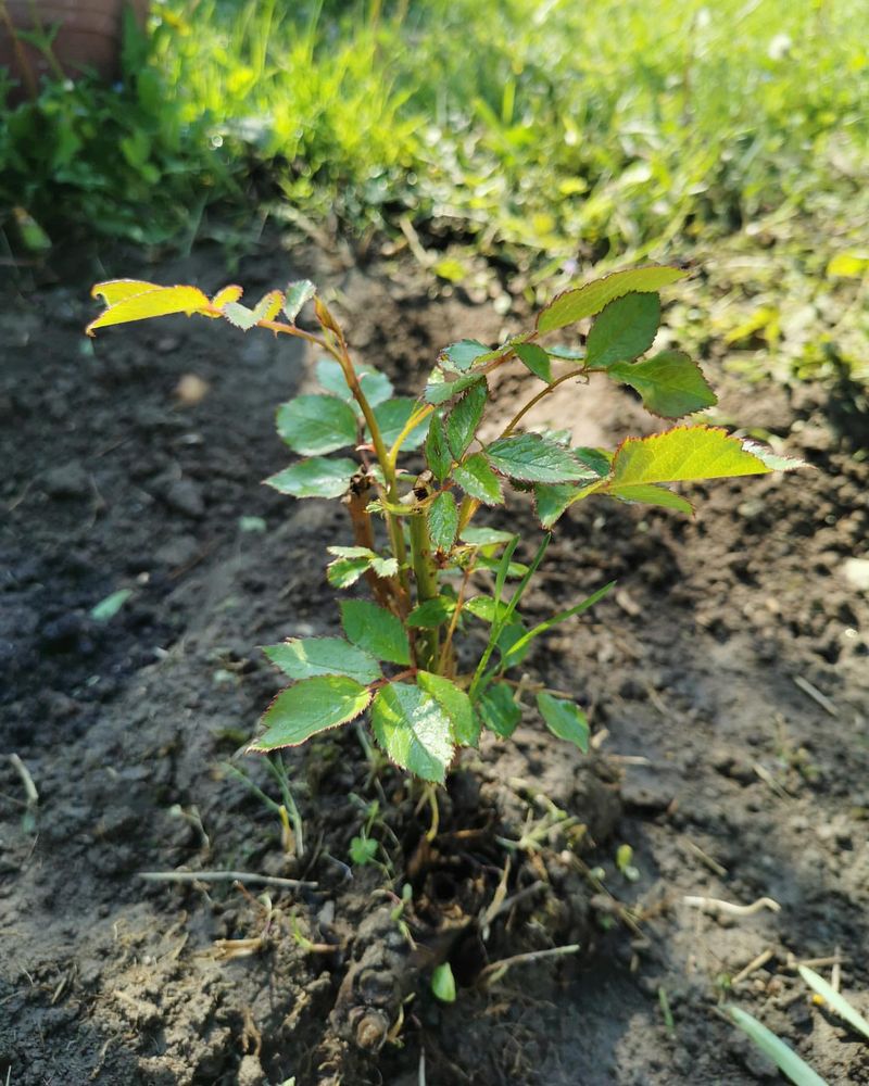 Fall Growth Cycle Interference