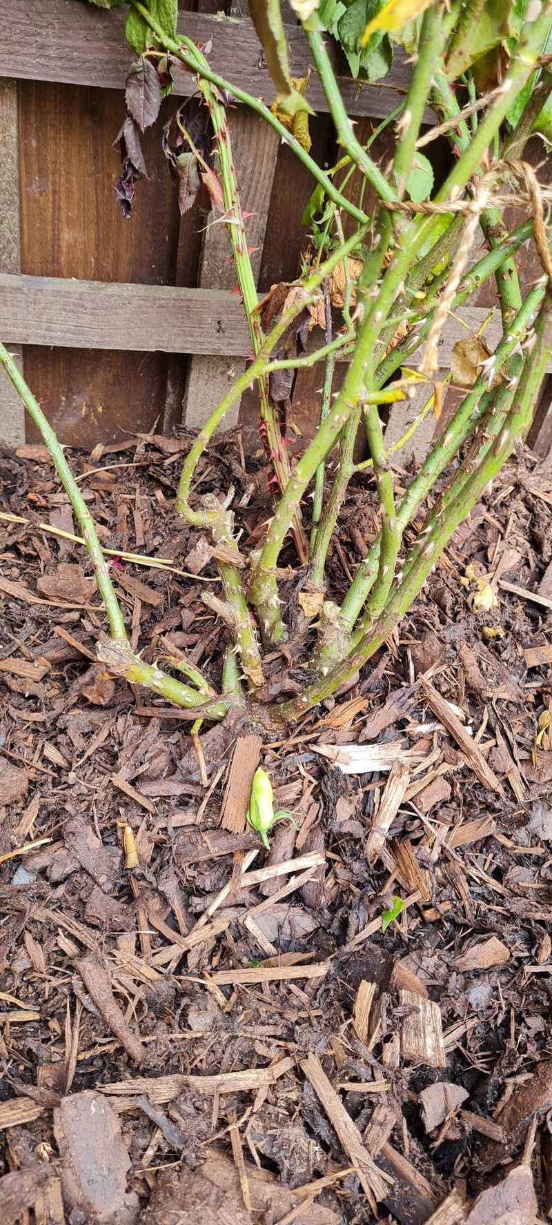 Root System Weakening