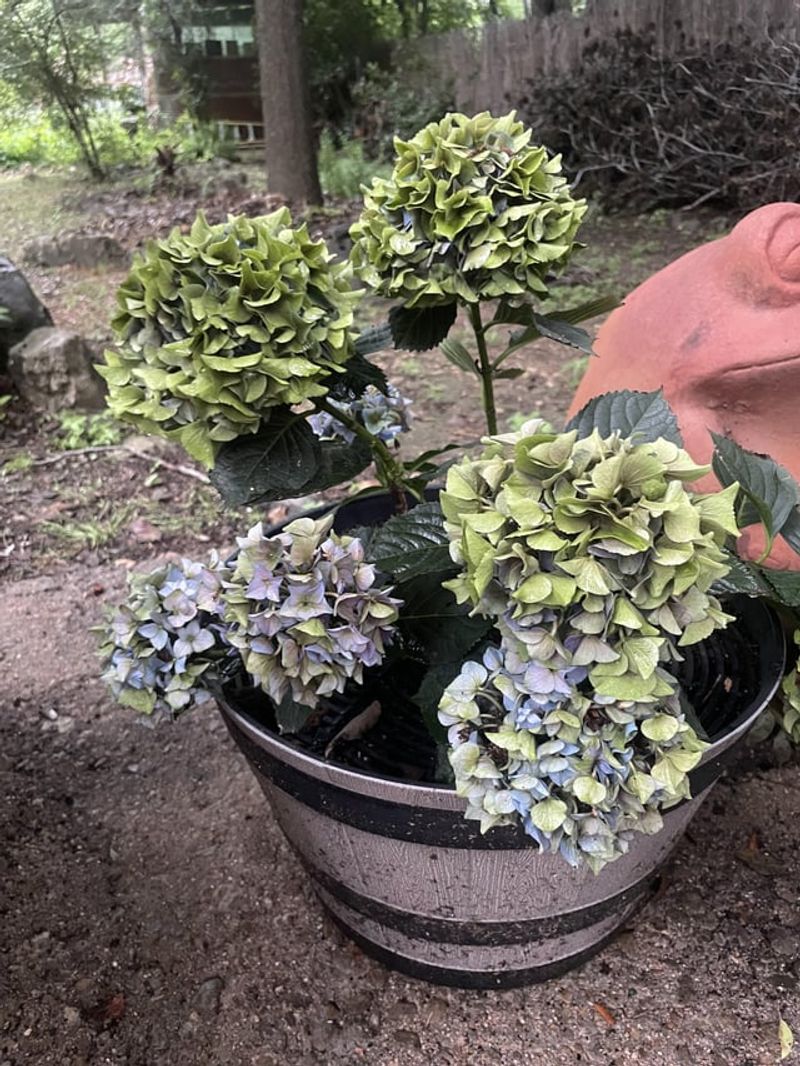 Deadheading Extends Blooming Season