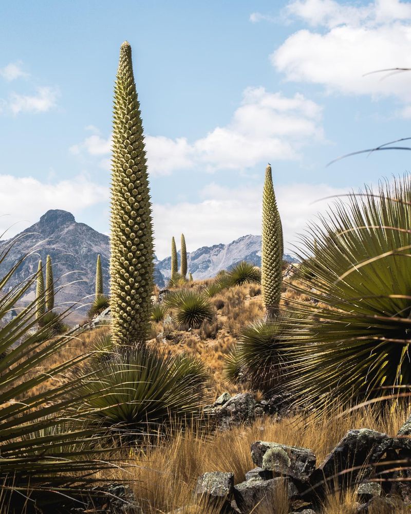 Puya raimondii (Queen of the Andes)