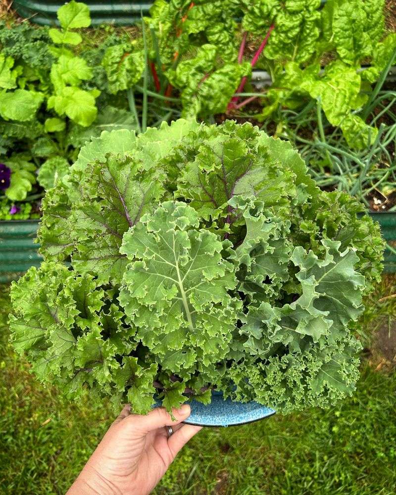Kale Comeback