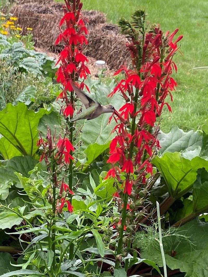 Red-dominated garden design