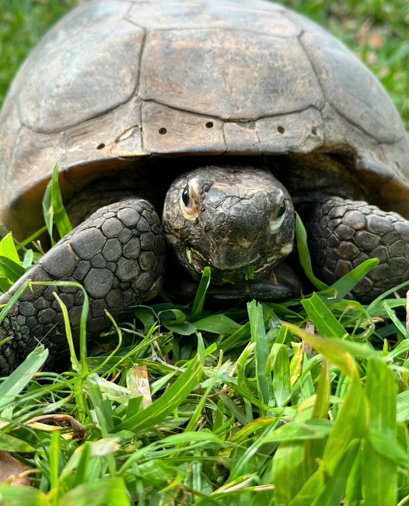 Gopher Tortoises