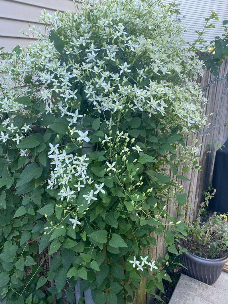 Clematis