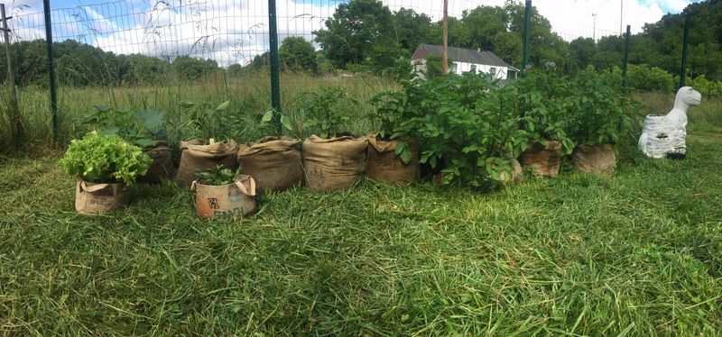 Burlap Sack Gardens