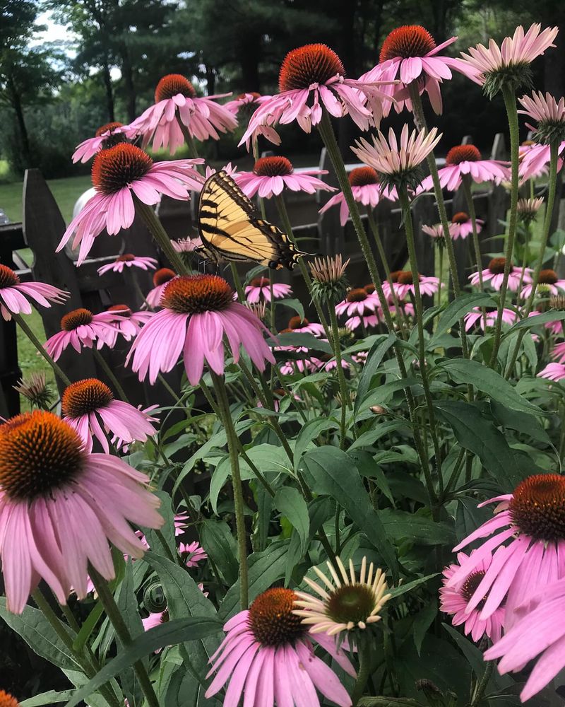 Coneflower