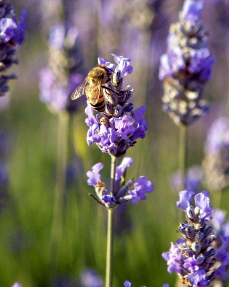 Lavender (Lavandula)