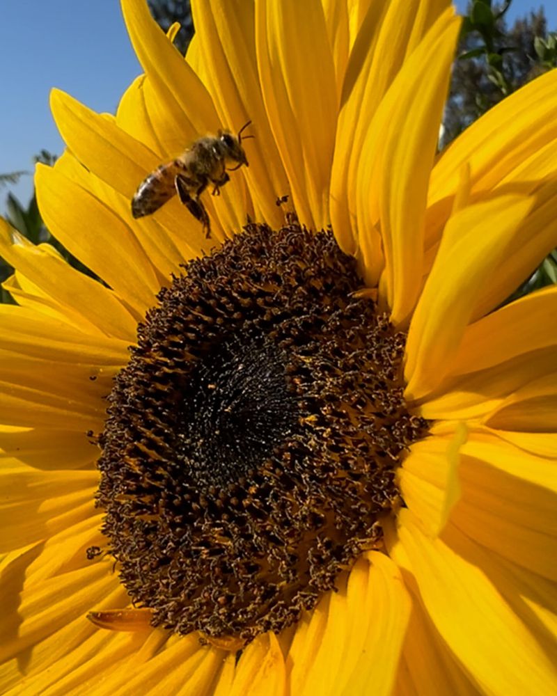 Sunflower (Helianthus)