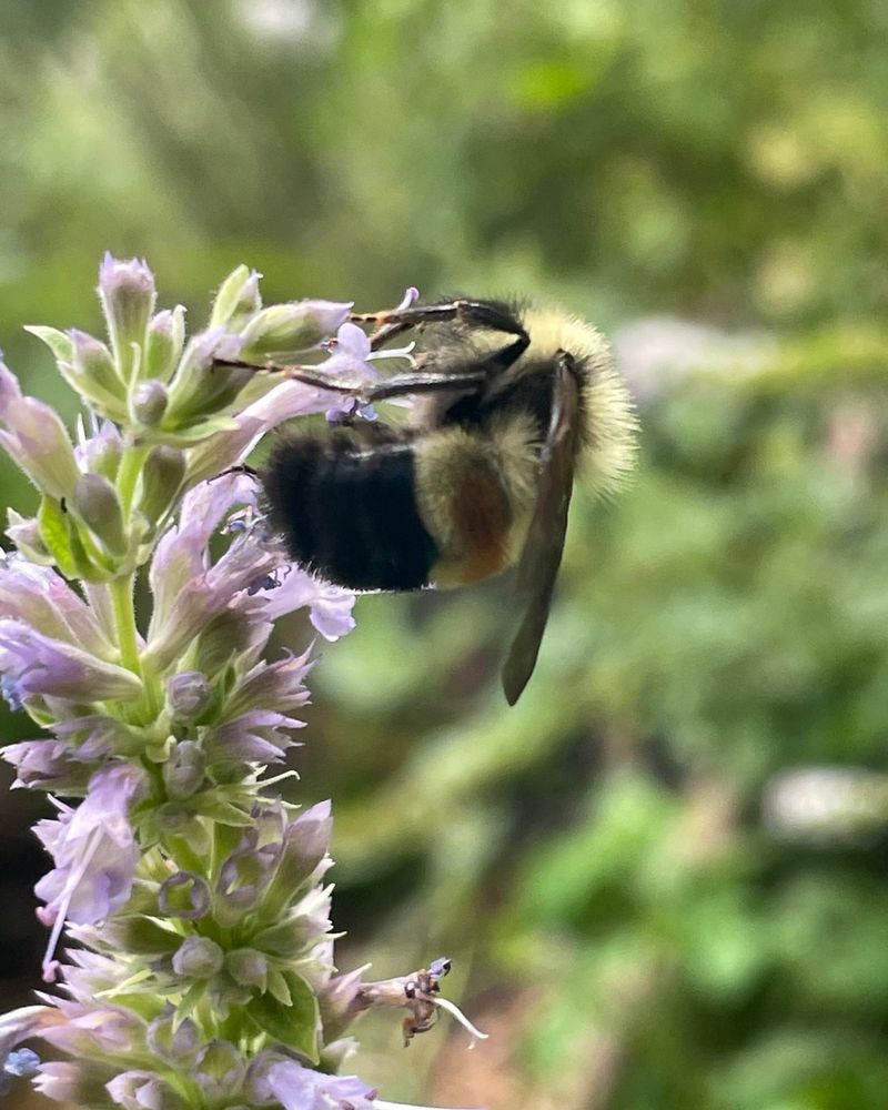 Anise Hyssop (Agastache)
