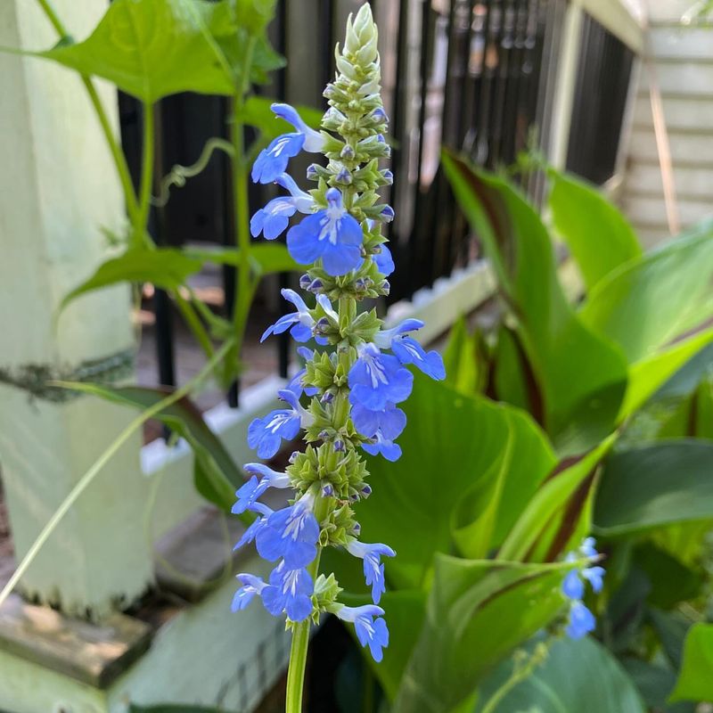 Salvia (Sage)