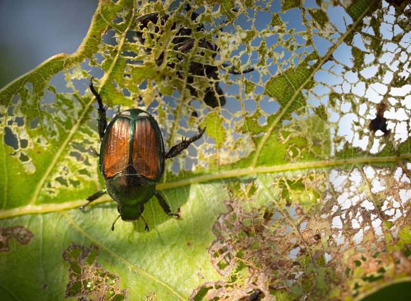 Raspberry Bushes Welcome Japanese Beetles