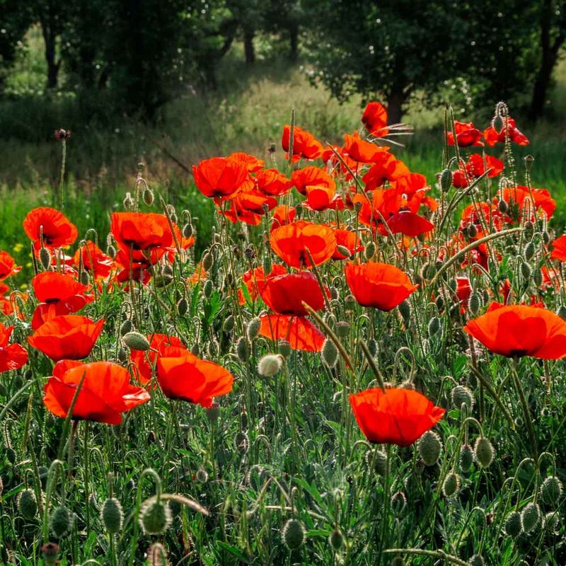 Poppies: Ephemeral Beauties For Early Pollinators