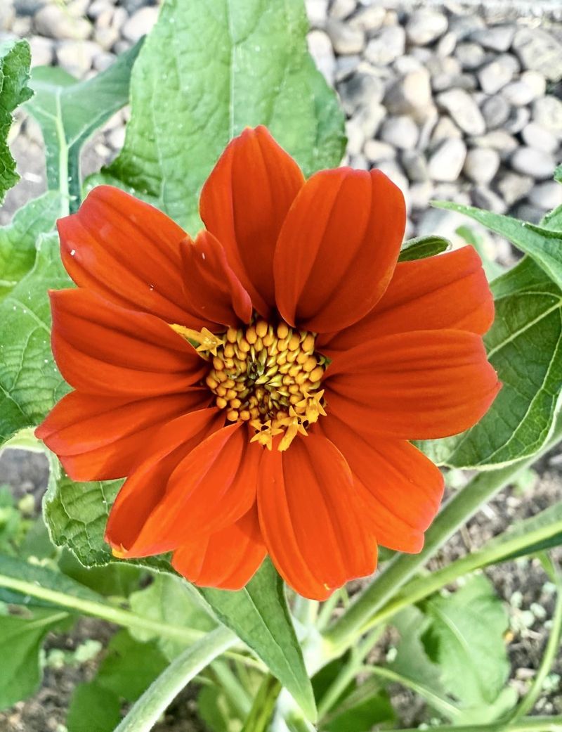 Mexican Sunflower