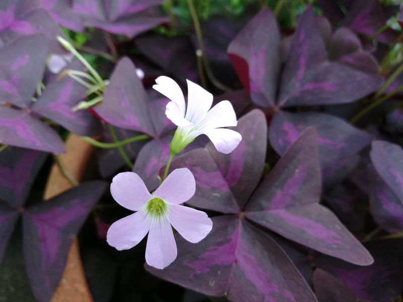 Oxalis