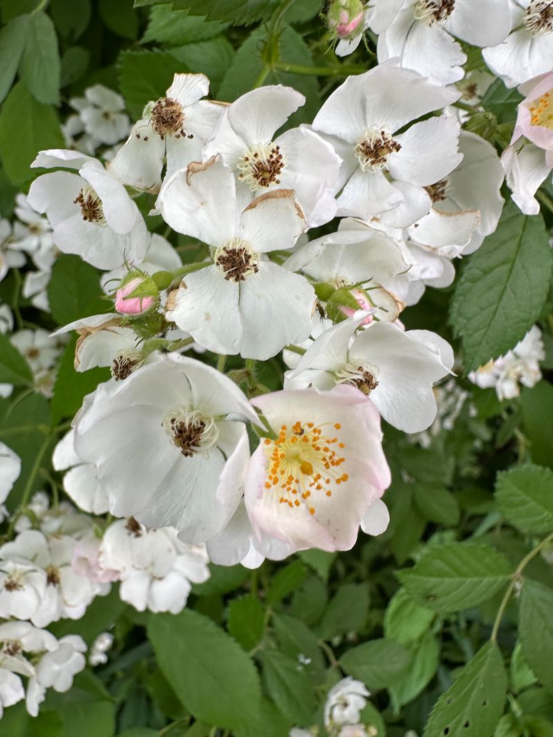 Multiflora Rose