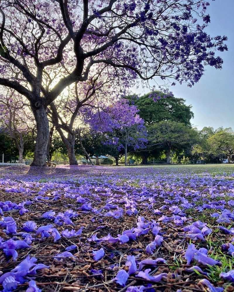 Jacaranda