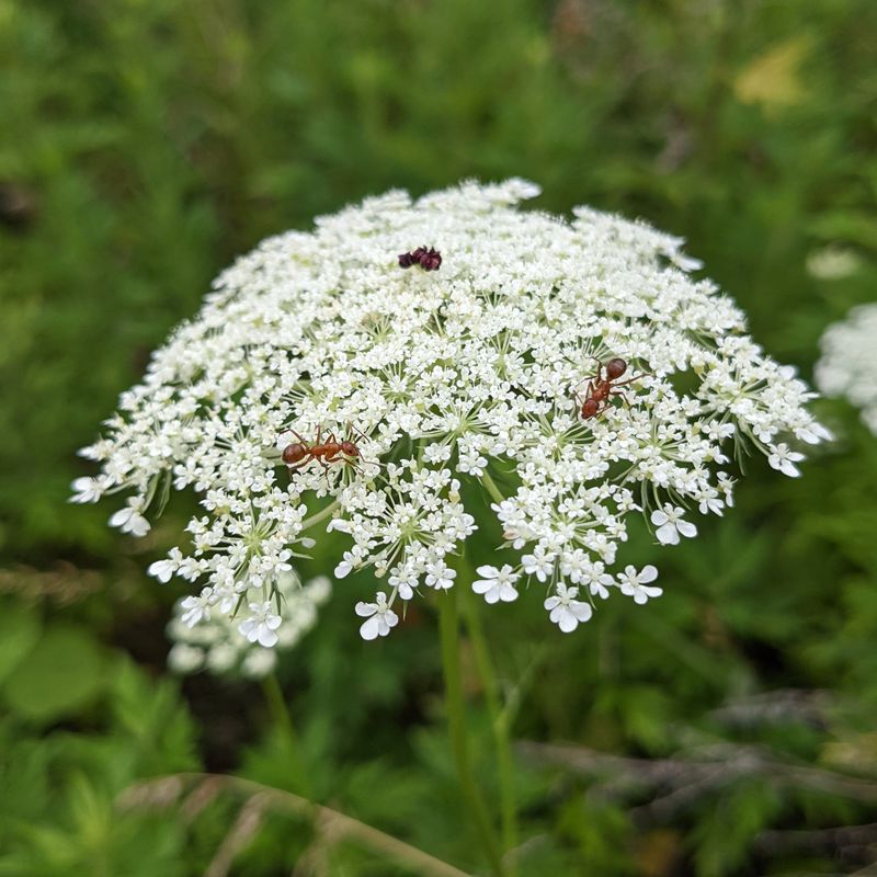Queen Anne's Lace (Daucus carota)