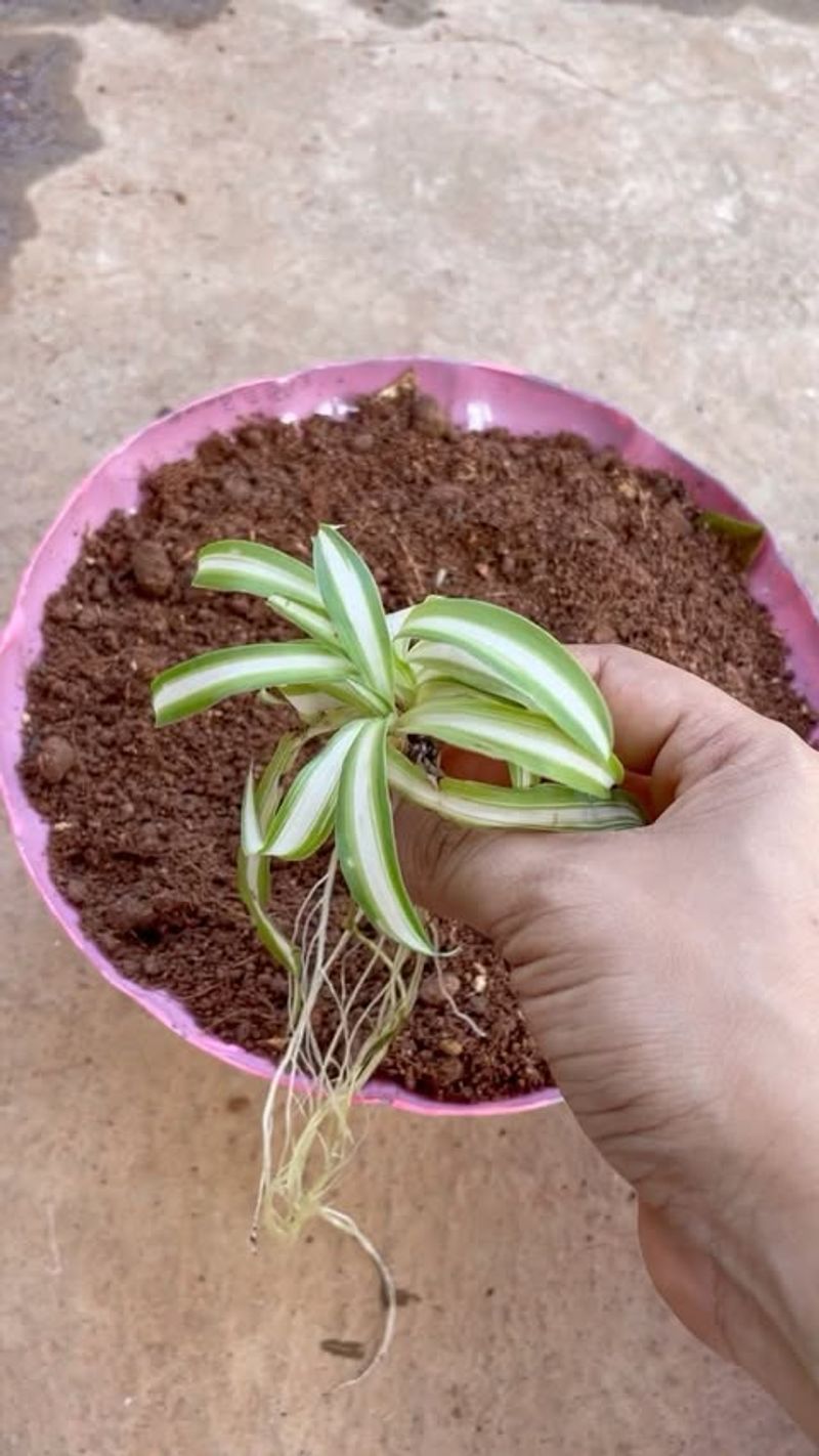 Seed Starting Containers