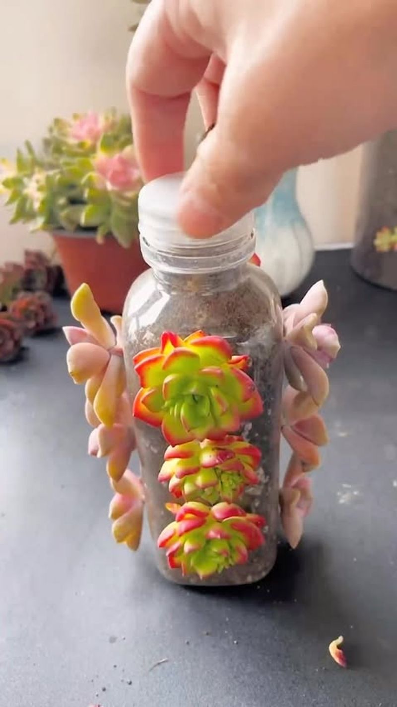 Succulent Cutting Nursery