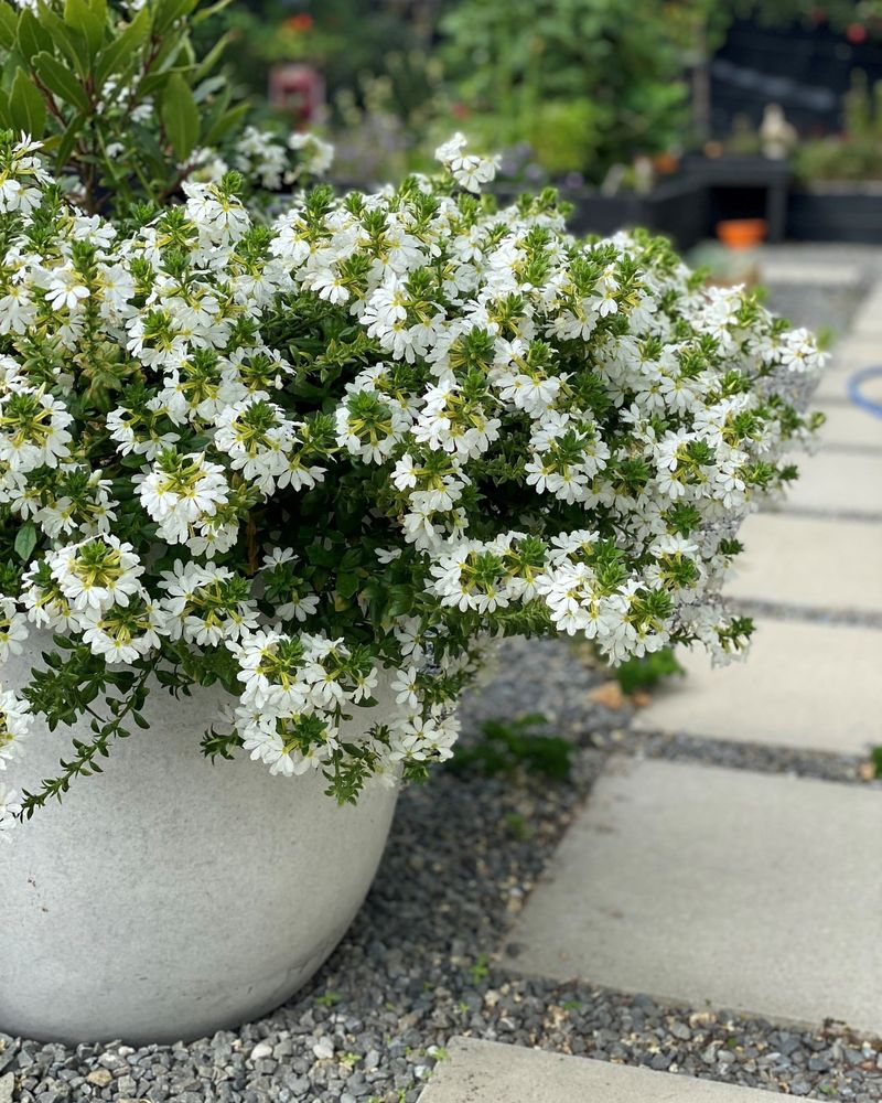 Trailing Scaevola
