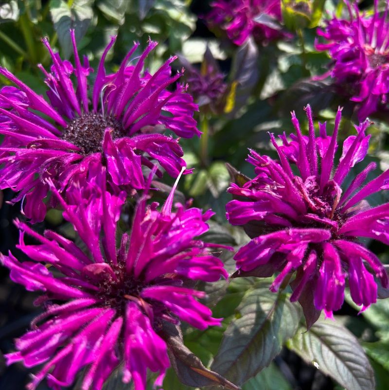 Bee Balm (Monarda)