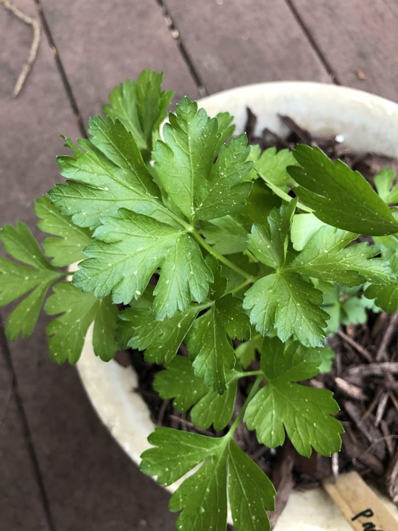Parsley