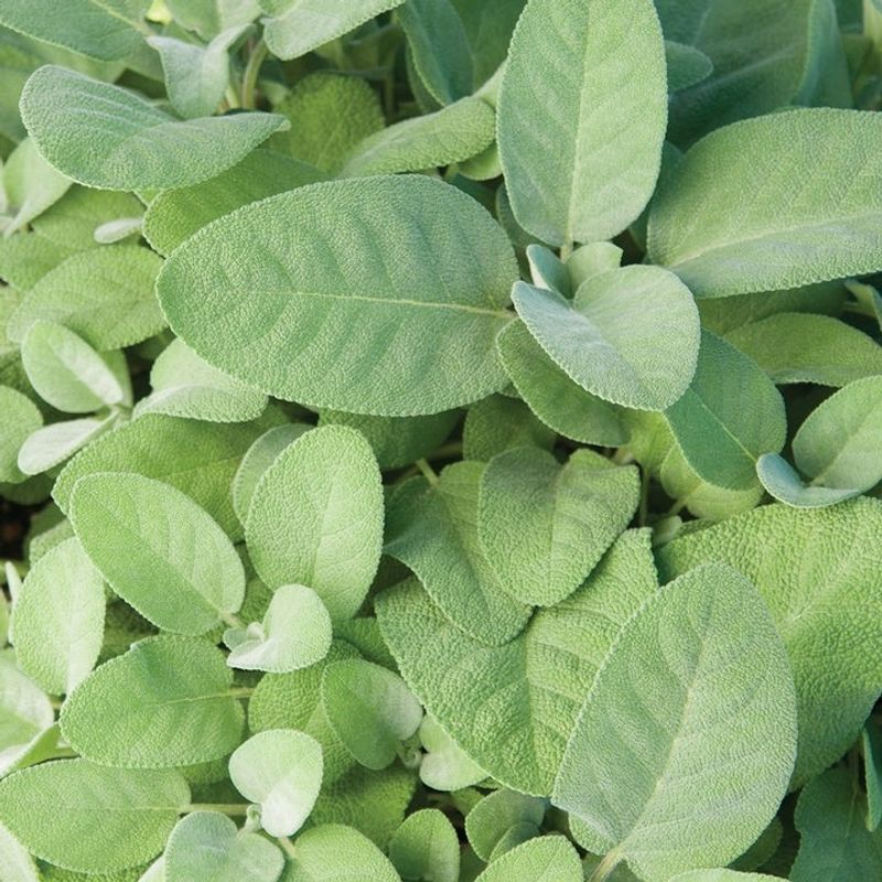 Sage