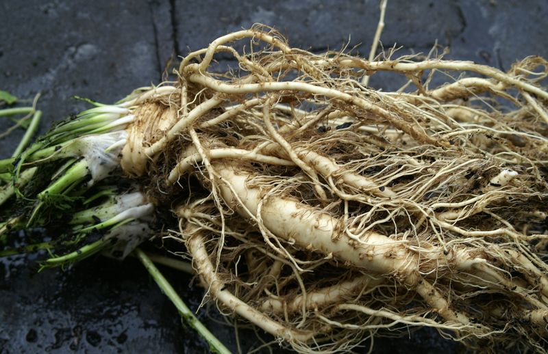 The Underground Network: Horseradish