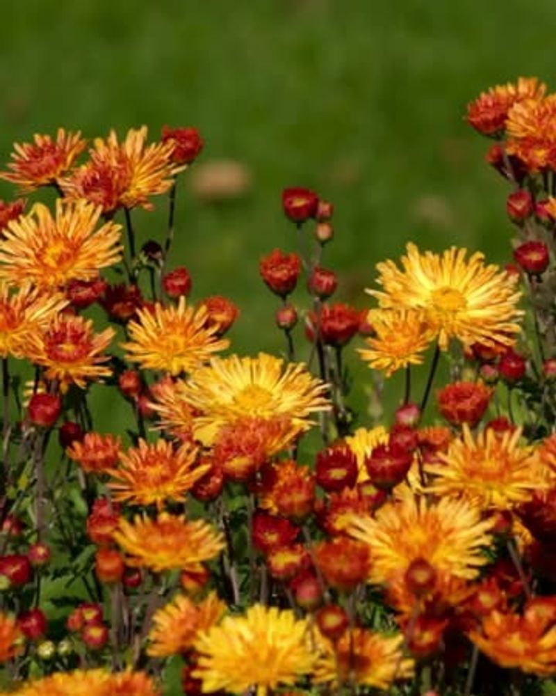 Chrysanthemums: Beautiful Pest Control