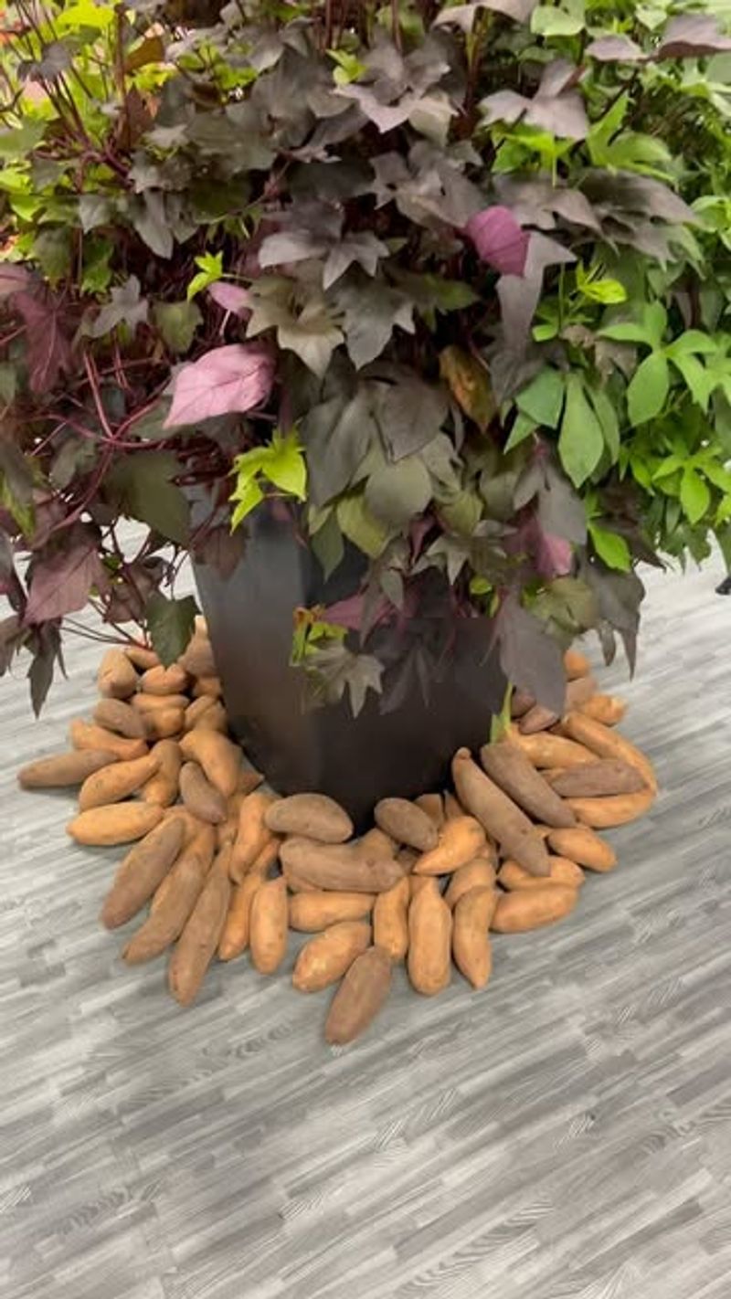Sweet Potatoes: Vines That Thrive on Neglect