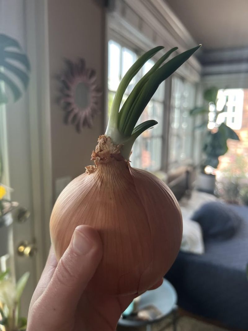 Pungent Onion Aroma