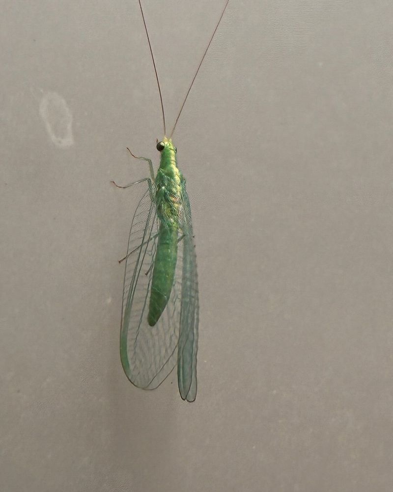 Damsel Bugs